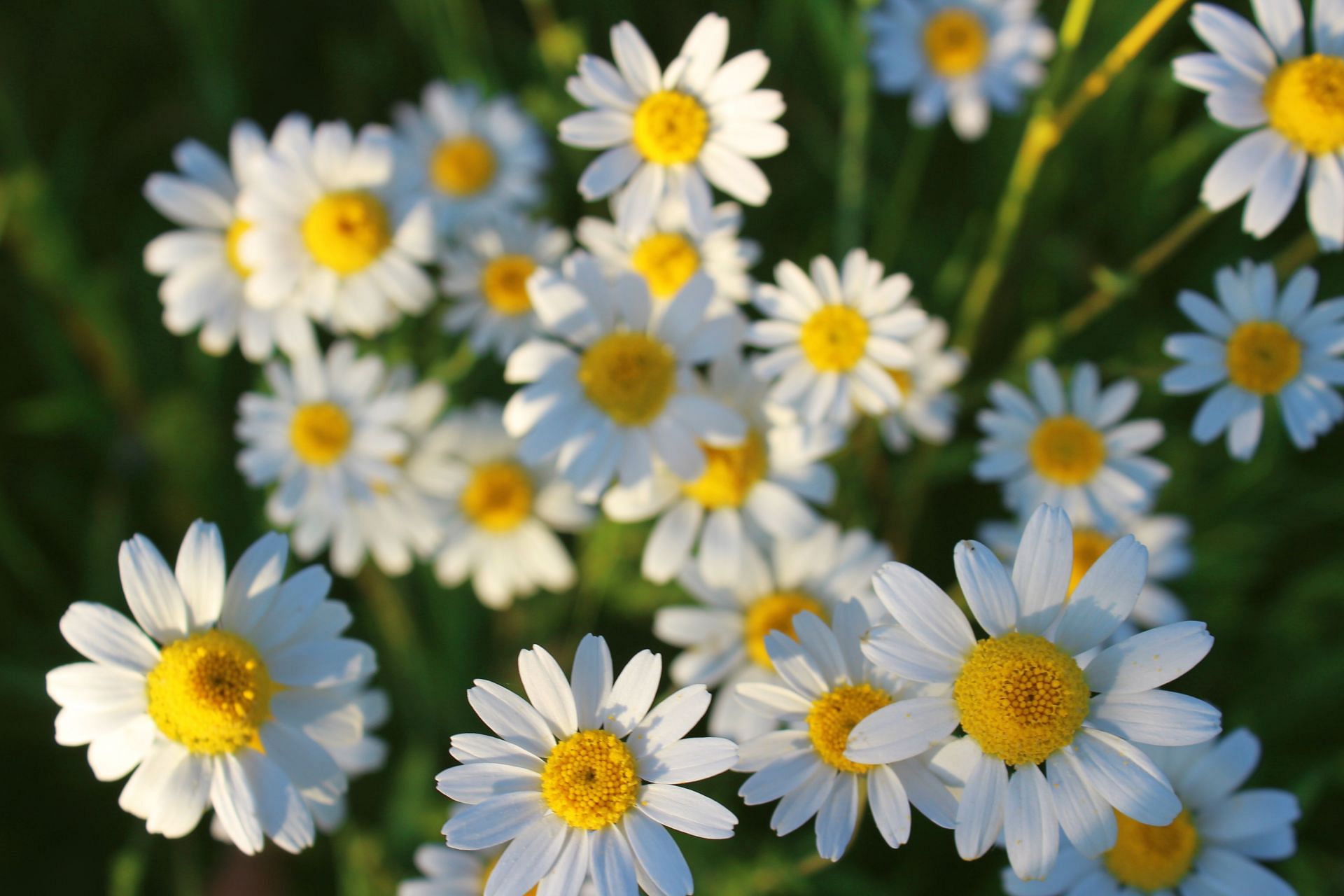 Creates a soothing effect (Image via Unsplash/Yaroslava Stupnytska)